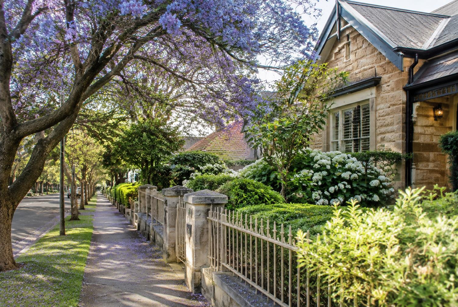 Leafy residential street with a sandstone cottage and jacaranda in bloom